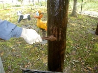 pagora06.jpg